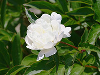 アカンサスモリス(6月上旬〜7月上旬)