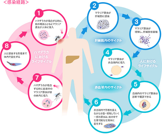 感染経路