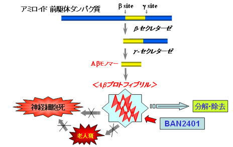 アミロイド 前駆体タンパク質