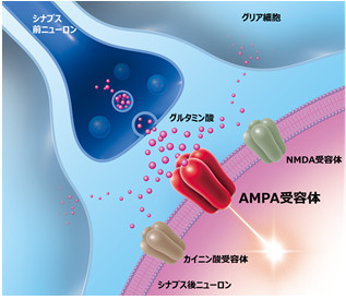 AMPA受容体の図