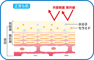 ［正常な肌］