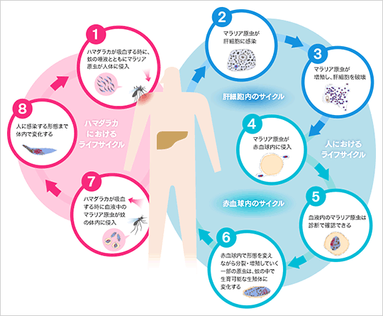 ［ハマダラカにおけるライフサイクル］1 ハマダラカが吸血する時に、蚊の唾液とともにマラリア原虫が人体に侵入［人におけるライフサイクル］肝細胞内のサイクル 2 マラリア原虫が肝細胞に感染 3 マラリア原虫が増殖し、肝細胞を破壊 赤血球内のサイクル 4 マラリア原虫が赤血球内に侵入 5 血液内のマラリア原虫は診断で確認できる 6 赤血球内で形態を変えながら分裂・増殖していく一部の原虫は、蚊の中で生育可能な生殖体に変化する［ハマダラカにおけるライフサイクル］7 ハマダラカが吸血する時に血液中のマラリア原虫が蚊の体内に侵入 8 人に感染する形態まで体内で変化する